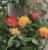 rose05