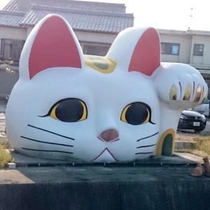BB_Cat