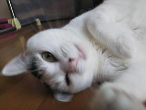 くるみ