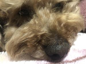 飯富こより