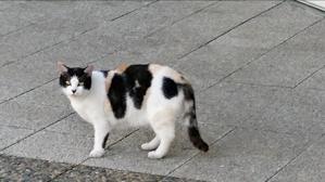 谷助