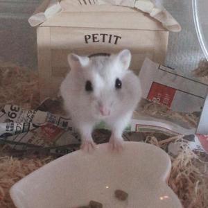 橋本あず