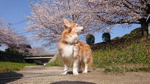 SUGI-SUGU