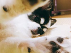 マタタビ