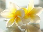 frangipani