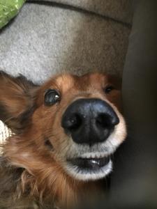 ショータ