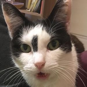 猫川