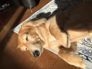 あにか