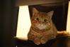 catwriter
