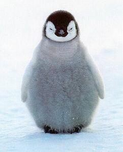 いちこ