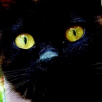 黒猫メイプル