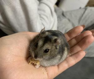 ぱか