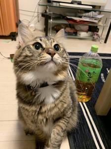 南優香