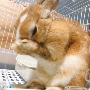 いがぴ