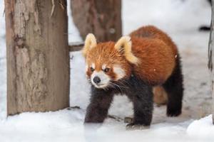 sghKazu