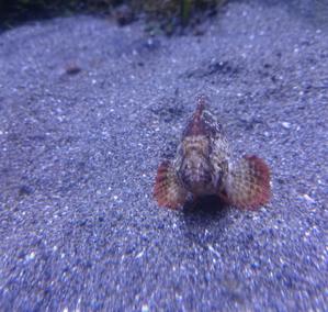 さきがけ
