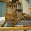 Abycat