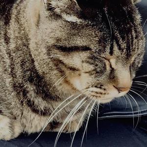 みみたろう