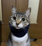 渡辺 悟