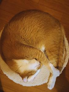 ohataデザイン