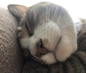 まるこ