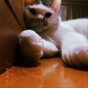 Ruru