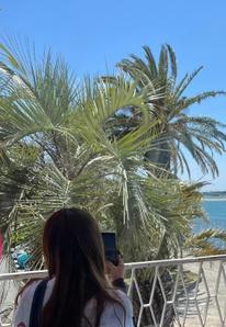 palm_