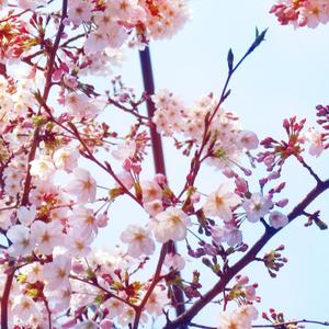 さくら