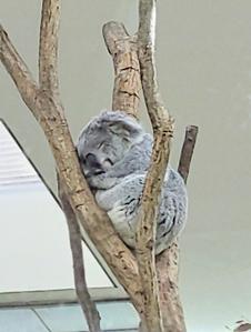 koalac