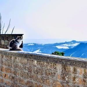 くろねこ