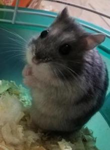 わさかけ
