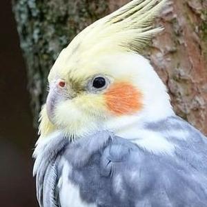 すいせい。