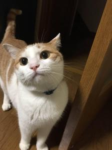 Saya