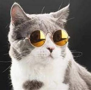 Senior_Dev