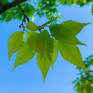 green-01