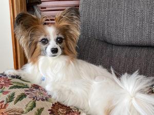 Maltiko