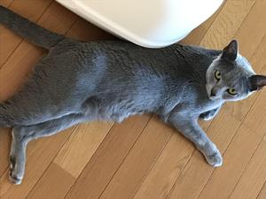 かしわもち