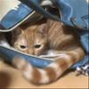 ニャン ごろり