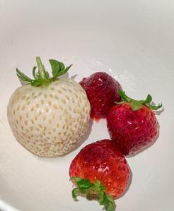 お茶葉