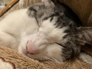 細野