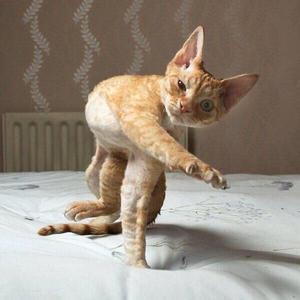 シュート投げ猫