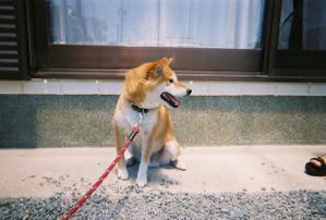 K8hachi