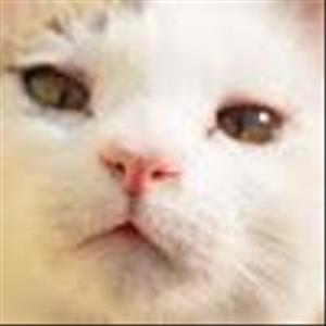 くまくま