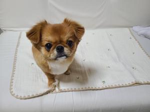 小林