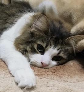 猫地蔵
