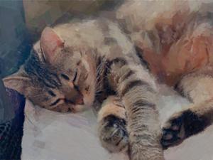 ゆきまる