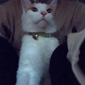 でぃぐりん