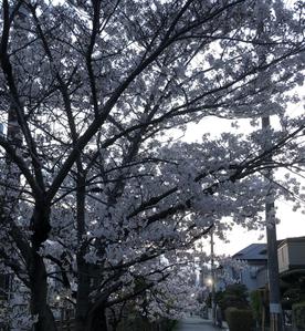 ふう