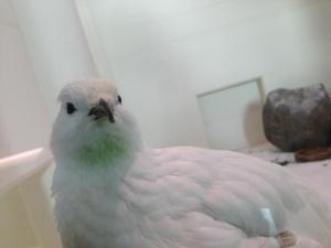 SAYA
