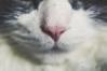 ねこ